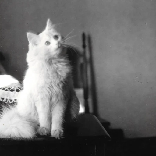 Cat from the past logo