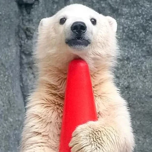 White Bear Kid logo