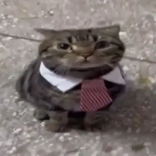 bizcat logo