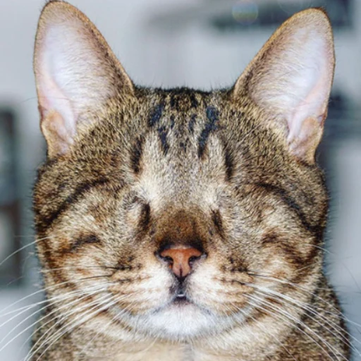 blind cat logo