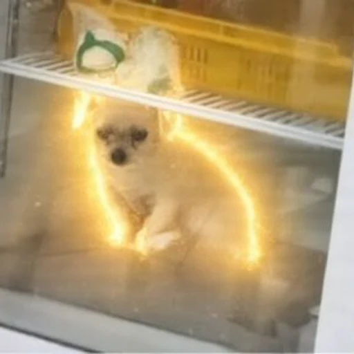 Dog In Fridge logo