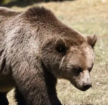 The Larp Bear logo