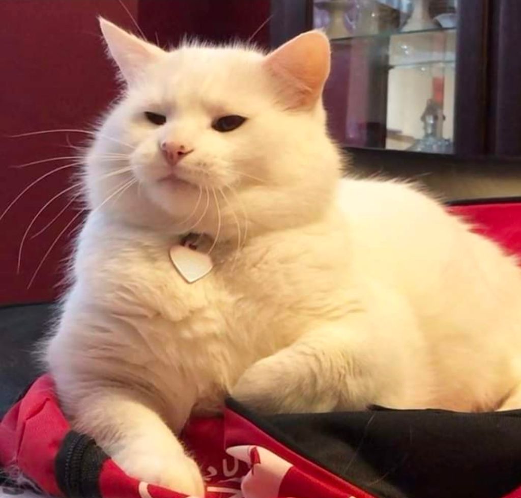 Chill Cat logo