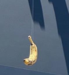 banana on string logo