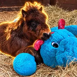 Bison and Cuddles logo