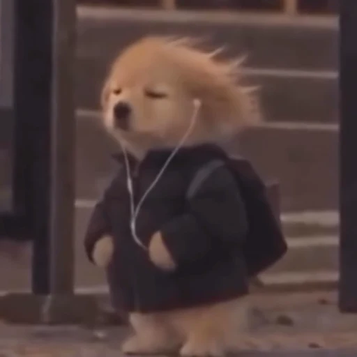 Dog In Despair logo