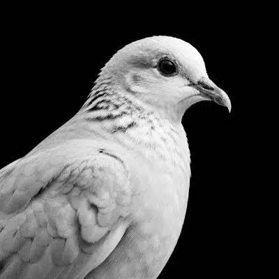 The White Dove logo