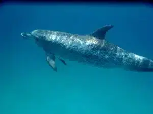 First Gemma Dolphin logo
