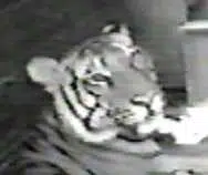 Ming the tiger logo