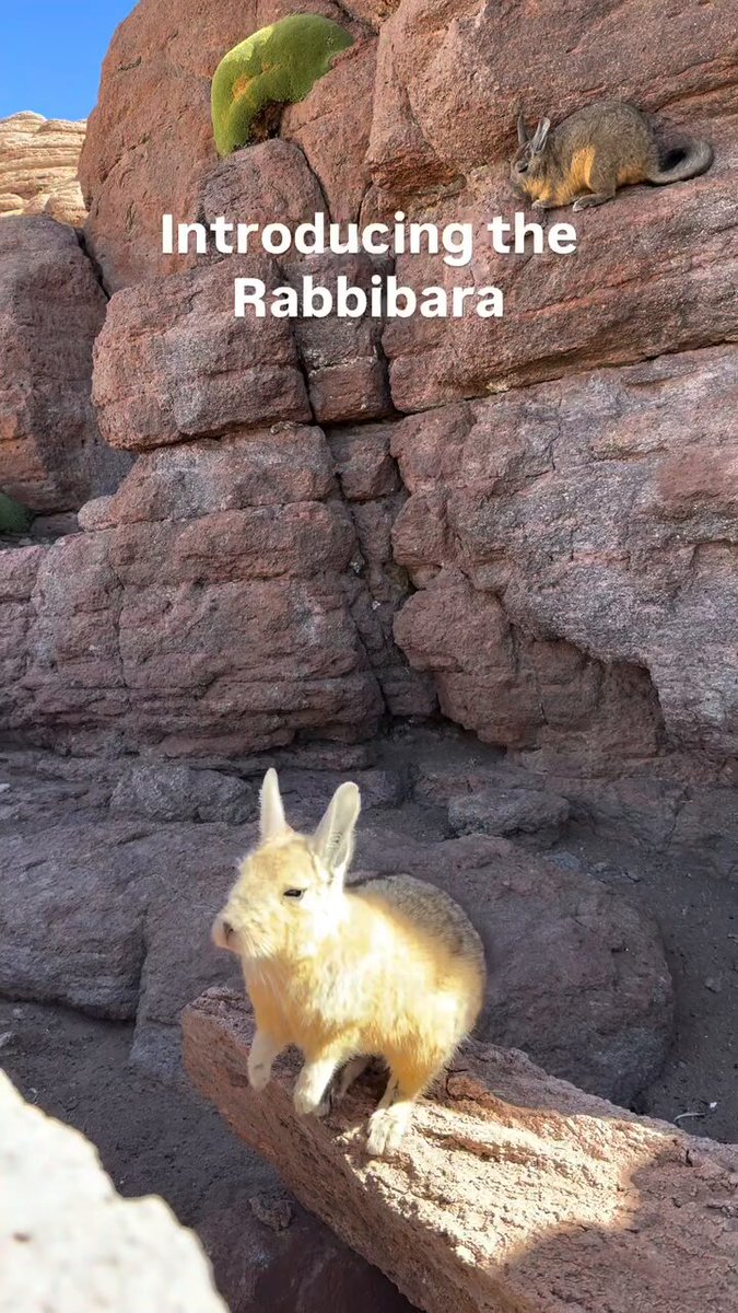 Rabbibara logo
