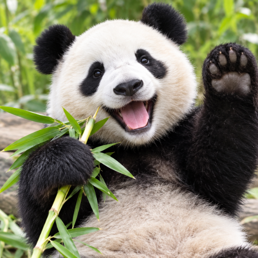 Happy Panda  logo