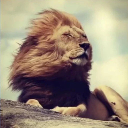 The Stoic Lion logo