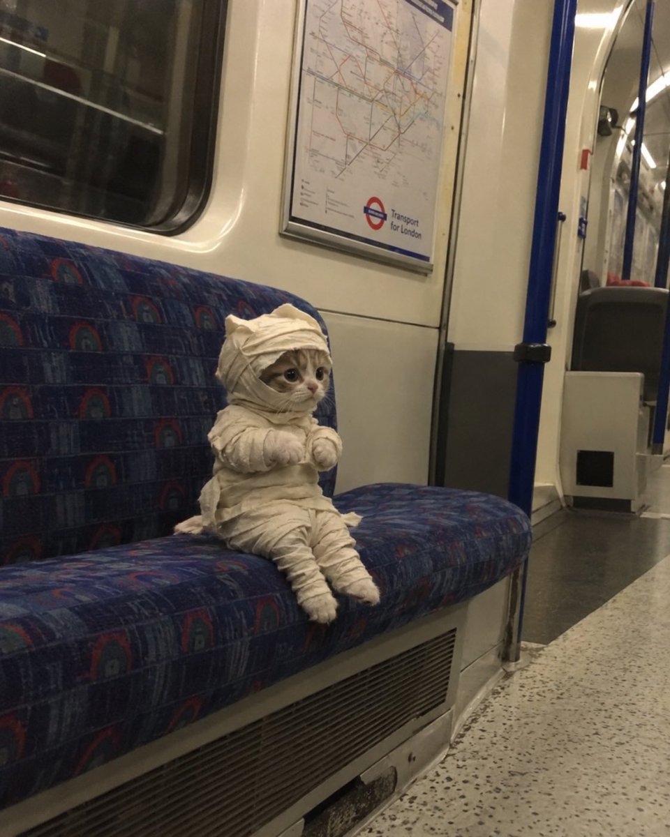 mummy cat logo
