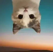 UpSide Down Cat logo