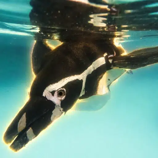Penguin Intelligence logo