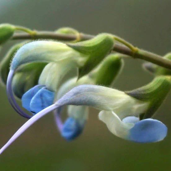 Salvia messii logo