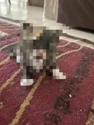 Privacy Cat logo