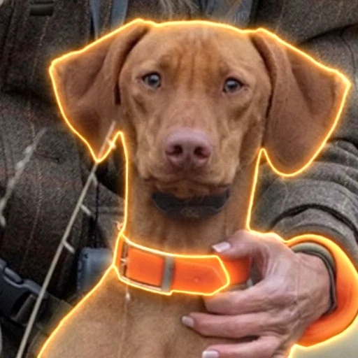The Hostage Dog logo