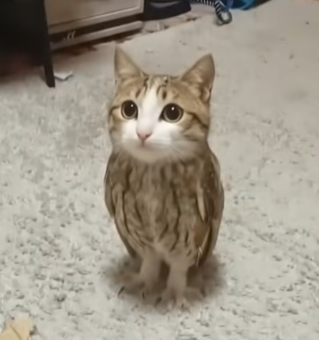 Alon The Meowl logo