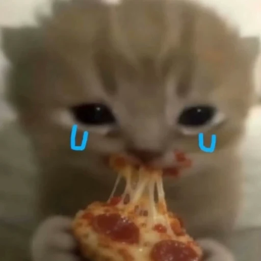 sadcat logo