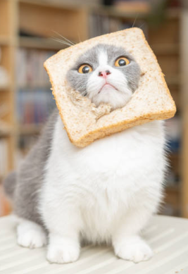 Cat in toast logo