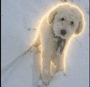 LouLou Odyssean Dog logo