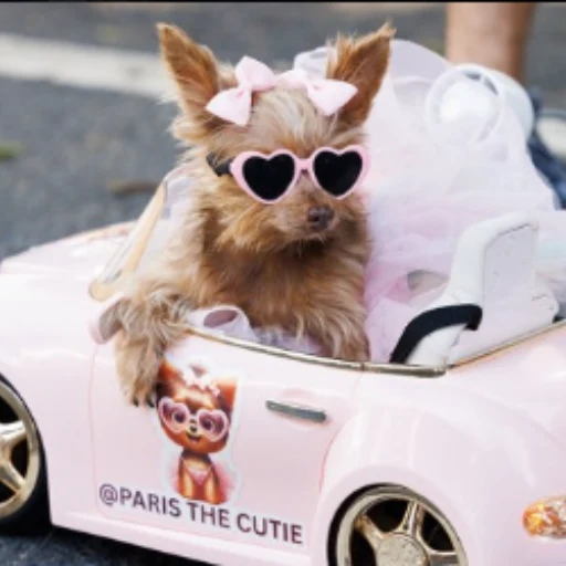 dog in car logo