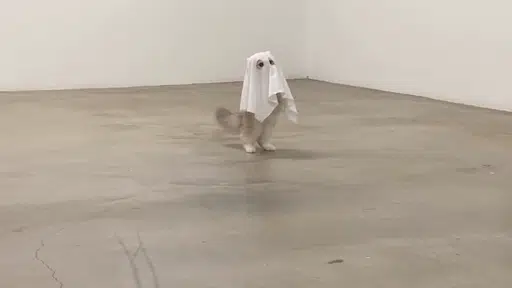 boo logo