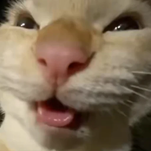 Muehehehehe Cat logo