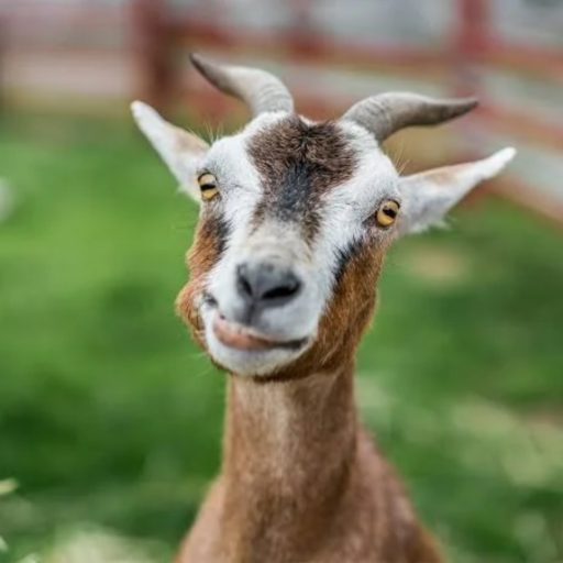 Goatis logo