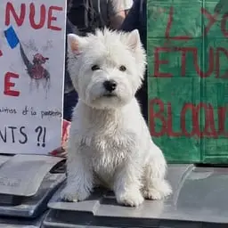 French Protest Dog logo
