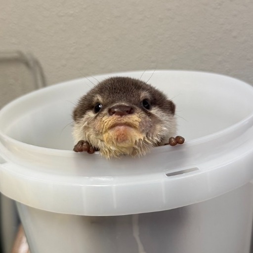 Bucket Otter logo