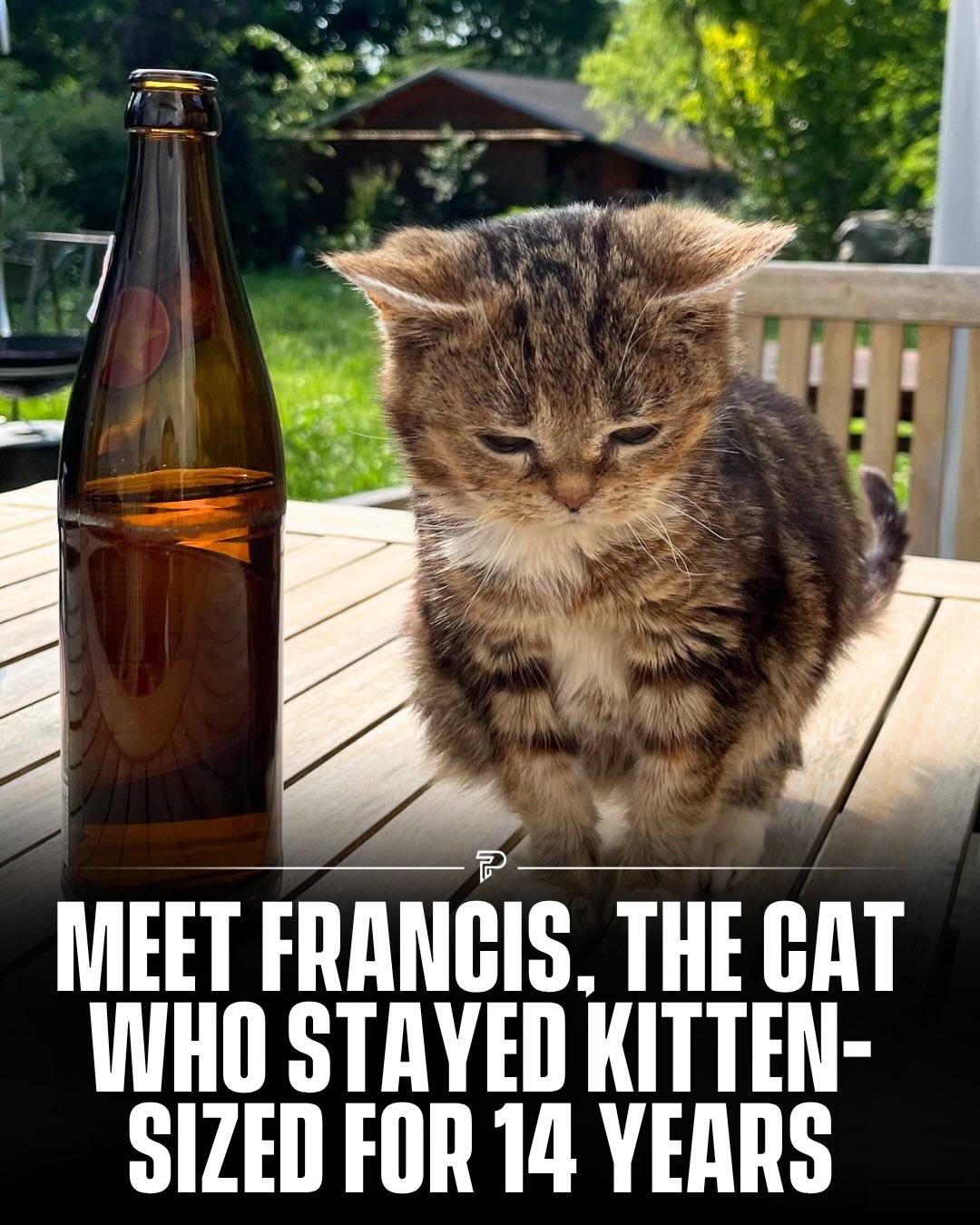 Franzi logo