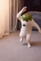 Dancing dog logo