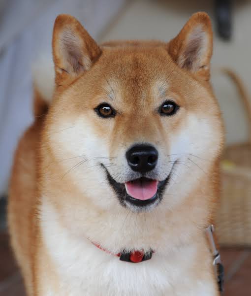 AlonsDog logo