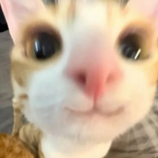 catttt logo