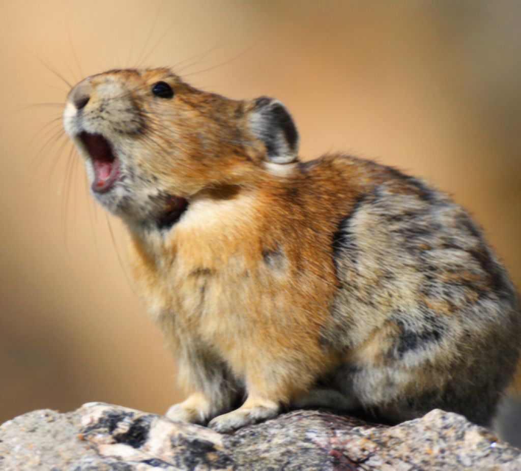 MightyPika logo