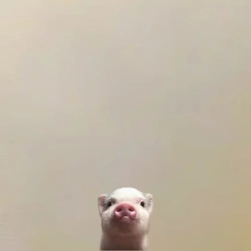 just a pig logo