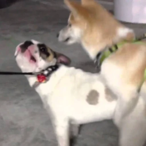 Im inu logo