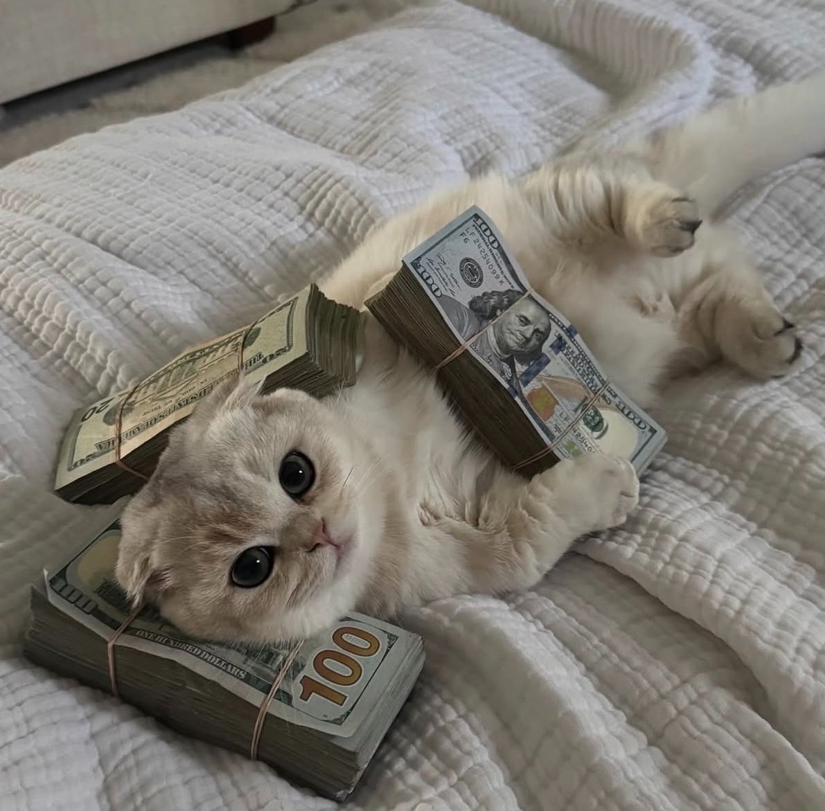 cash cat logo