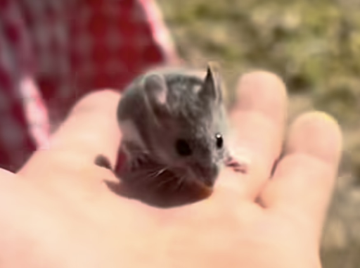Nice Mouse logo
