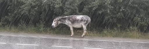 Donkey In Pain logo