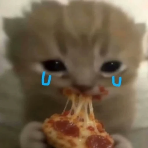 sadcat logo
