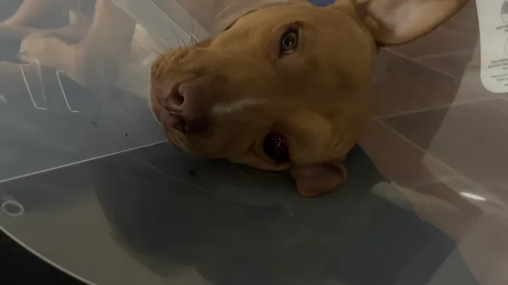  Surgery for my Doggy logo