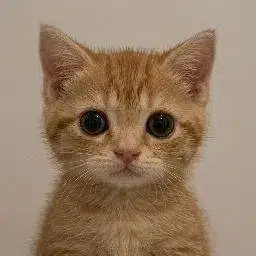 Neko logo