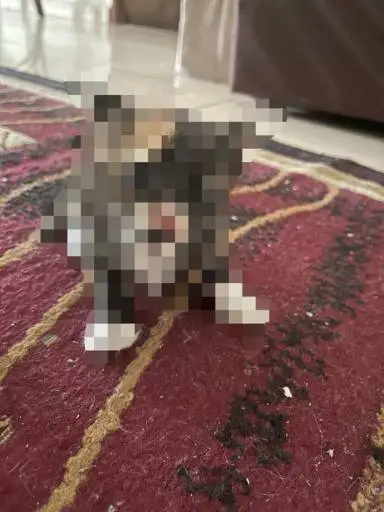 Anonymous Kitty logo