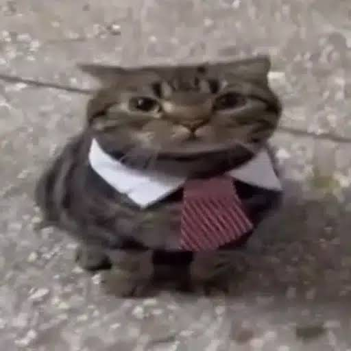 bizcat logo