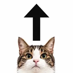 upcat logo