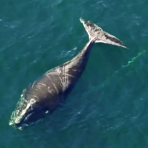 North Atlantic Right Whale logo