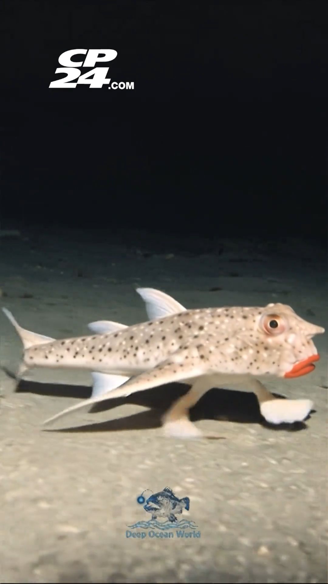 Red lipped  Walking Batfish logo